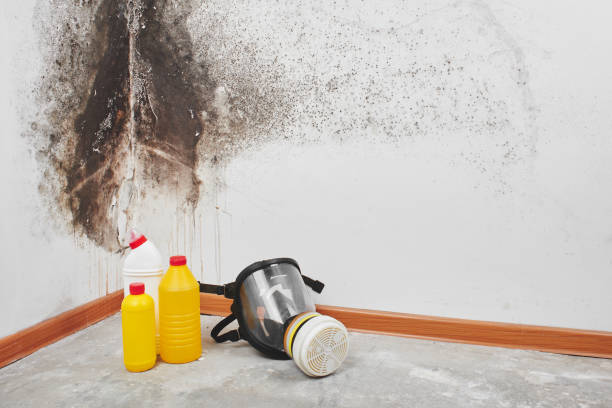Best Attic Mold Remediation in Garden City, MO