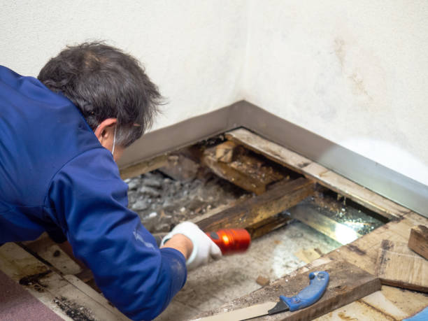 Best Localized Mold Remediation (e.g., coastal areas, humid climates) in Garden City, MO