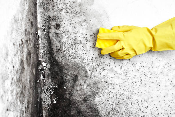 Best Bathroom Mold Remediation in Garden City, MO