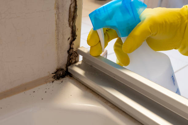 Best Health and Safety Mold Remediation in Garden City, MO