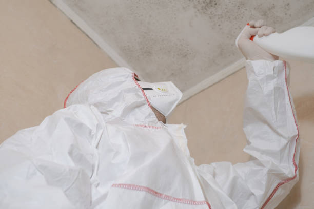 Best Black Mold Remediation in Garden City, MO