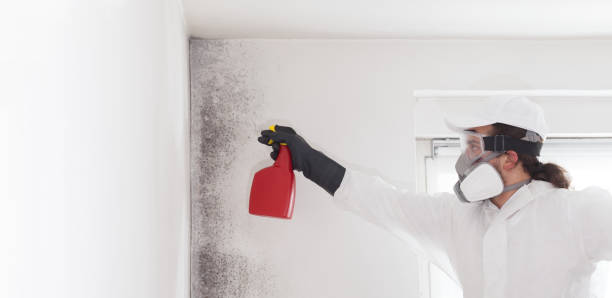 Best Residential Mold Remediation in Garden City, MO