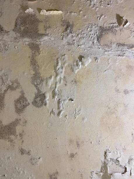 Professional Mold Remediation in Garden City, MO
