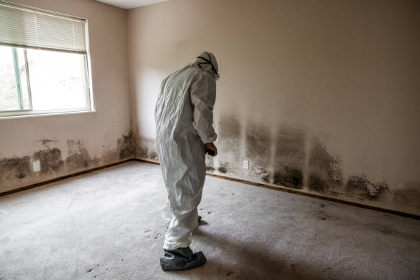 Best DIY Mold Remediation Support Services in Garden City, MO