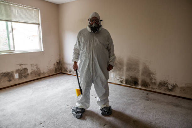 Best Commercial Mold Remediation in Garden City, MO