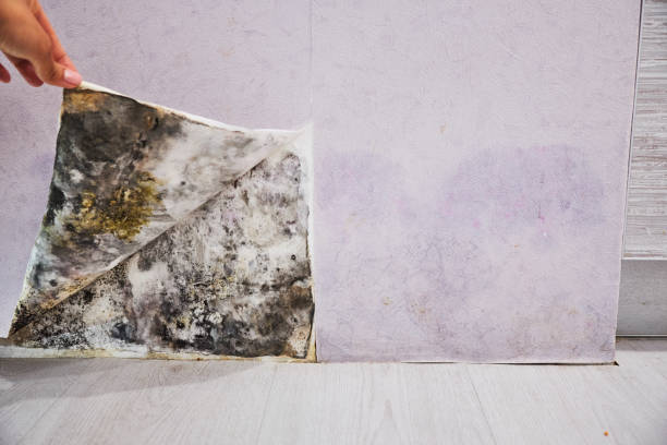 Best Basement Mold Remediation in Garden City, MO